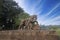 Stone statues of gallant, galloping horses at ancient Sun Temple in Konark, Odisha