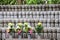 Stone statues of Jizo, Kamakura, Japan