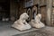 Stone statues of lions are for sale near the entrance to the building in Bethlehem in Palestine