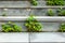 Stone steps of abandoned office building stairs overgrown with young trees