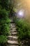 Stone steps in deep forest