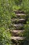 Stone Steps in Foliage