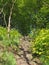 stone steps leading up a woodland path into bright sunlit summer trees