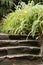 Stone steps in the lush garden