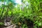 Stone steps and lush vegetation in Basse Terre jungle in Guadeloupe