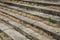 Stone steps, overgrown stairs closeup - old stairway