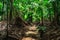 Stone steps in Vallee de Mai jungle