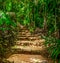 Stone steps in the Vallee de Mai jungle