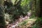 Stone stream in dense forest, path covered with dried pine