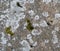 Stone surface covered with moss