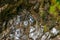 Stone surface covered in plants, moss and lichen