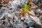 Stone surface with moss and plant, soft focus