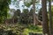 Stone temple rear entrance framed by trees