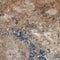 Stone texture background samples marble