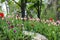 Stone tile garden path with blooming red tulips by the sides. Red tulip flowers near garden sidewalk paved with outdoor tiles.