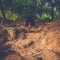 Stone tomb in Angkor, Siem Reap, Cambodia.