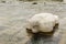 Stone tortoise in Kamogawa