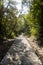 Stone trail, footpath, country road, pathway, alley, lane in forest as background, Tsing Yi Nature Trails