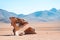 Stone tree Arbol de Piedra on the plateau Altiplano, Bolivia