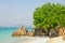 Stone and tree by the sea