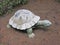 Stone turtle in a garden