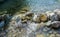 Stone under crystal clear water of  Ganga River