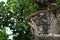 Stone vase with satyr and goat closeup, Sintra park decorations, Portugal