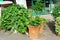 The stone vases with leafy plants.