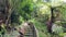 Stone walking path in the dense jungle. A tropical forest.