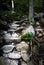 Stone walkway in the forest