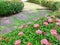 Stone Walkway with Pink west indian jasmine or Rubiaceae Bush Alongside