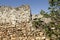 Stone wall of an abandoned farmhouse and fig branches