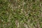 Stone wall background in the foreground grass