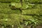 Stone wall covered with moss and ferns