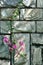 Stone wall in cyan color and pink flower