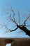 Stone wall with a dead tree, against the sky