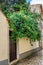 A stone wall decorated with green campsite and ivy is a brown door. Vertical greening of cities