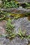 Stone wall with ferns, Ireland