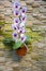 Stone wall, flowerpot, Phalaenopsis