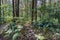 Stone wall in a forest with a very green vegetation and soil covered with ferns with typical trees of an Atlantic forest, in