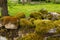 Stone wall full of Mosses and Lichens