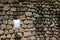 A stone wall with green broom and white pillowcase handling on the rope in Porto