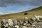 Stone wall moorland.