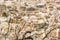 Stone wall of an old building with a dry clambering plant