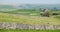 Stone wall panorama - Yorkshire Dales (UK)