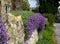 Stone wall with Royal Violet or Aubrieta plants