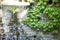 Stone wall with a small waterwall and ivy