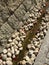 Stone wall, stone road, round stones and red leaf background