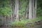 Stone wall surrounding trees