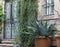 Stone wall, vine plant, door window bars. Tracheophyta agave americana in flowerpots in the street.